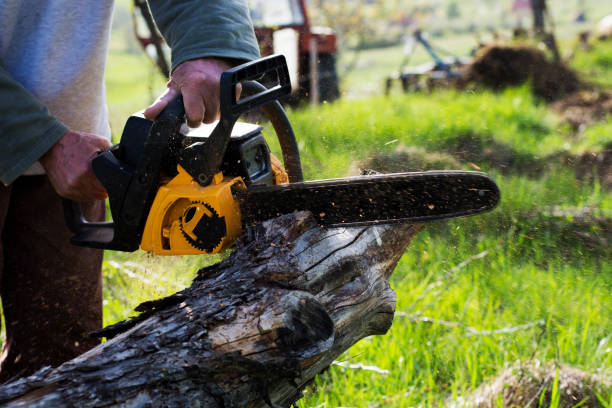 Best Tree Health Inspection  in Robertsville, NJ